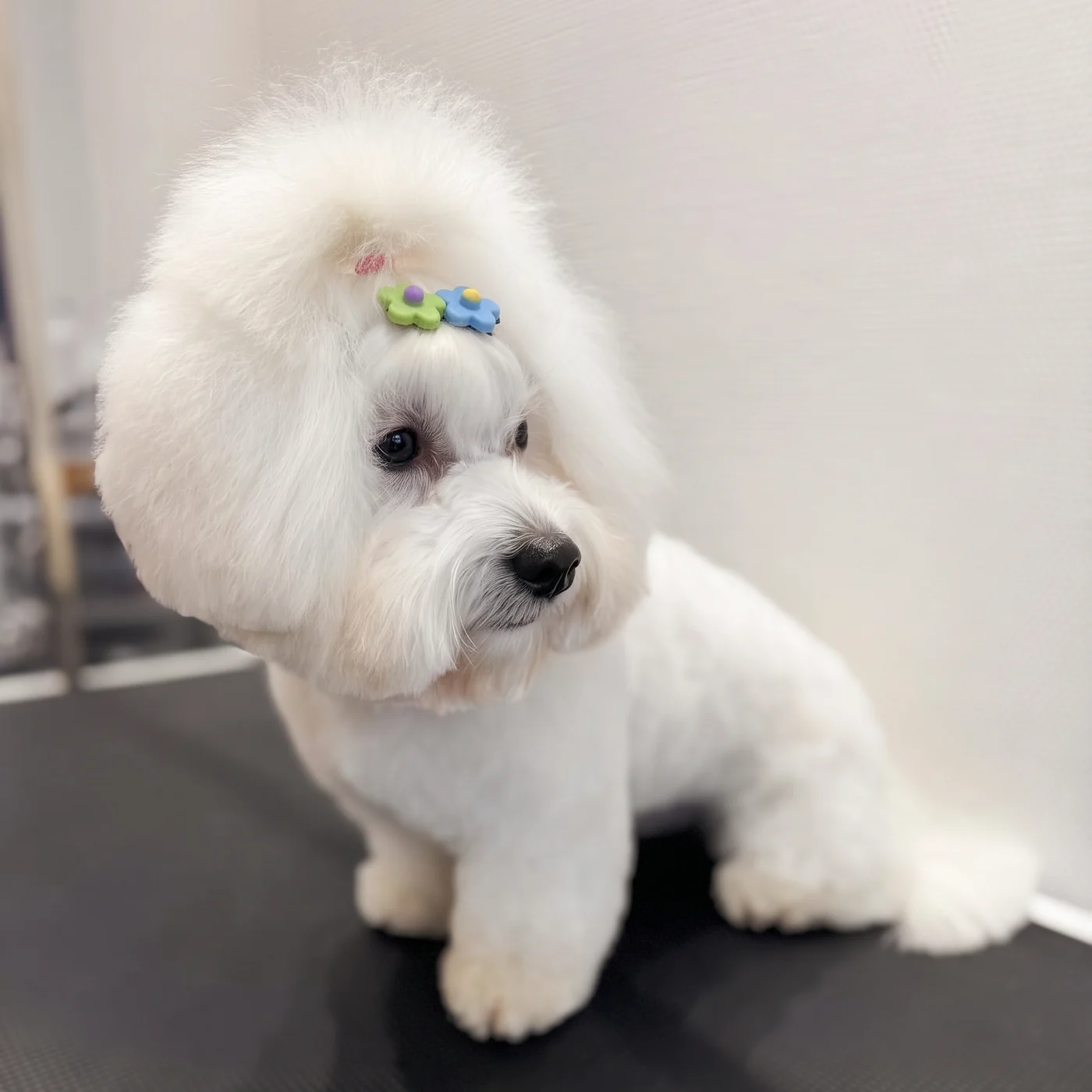 Weißer Bichon Frisé mit Haarspange nach der Pflege im GroomRoom Berlin