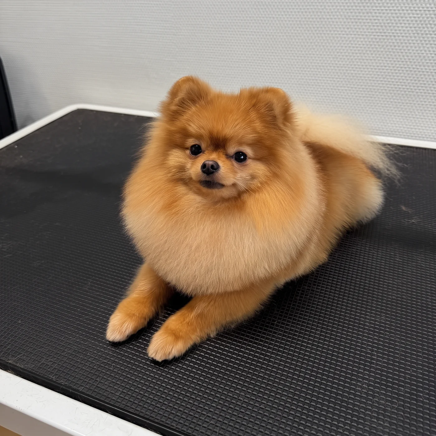 Roter Pomeranian liegt nach der Pflege auf dem Pflegetisch im GroomRoom Berlin