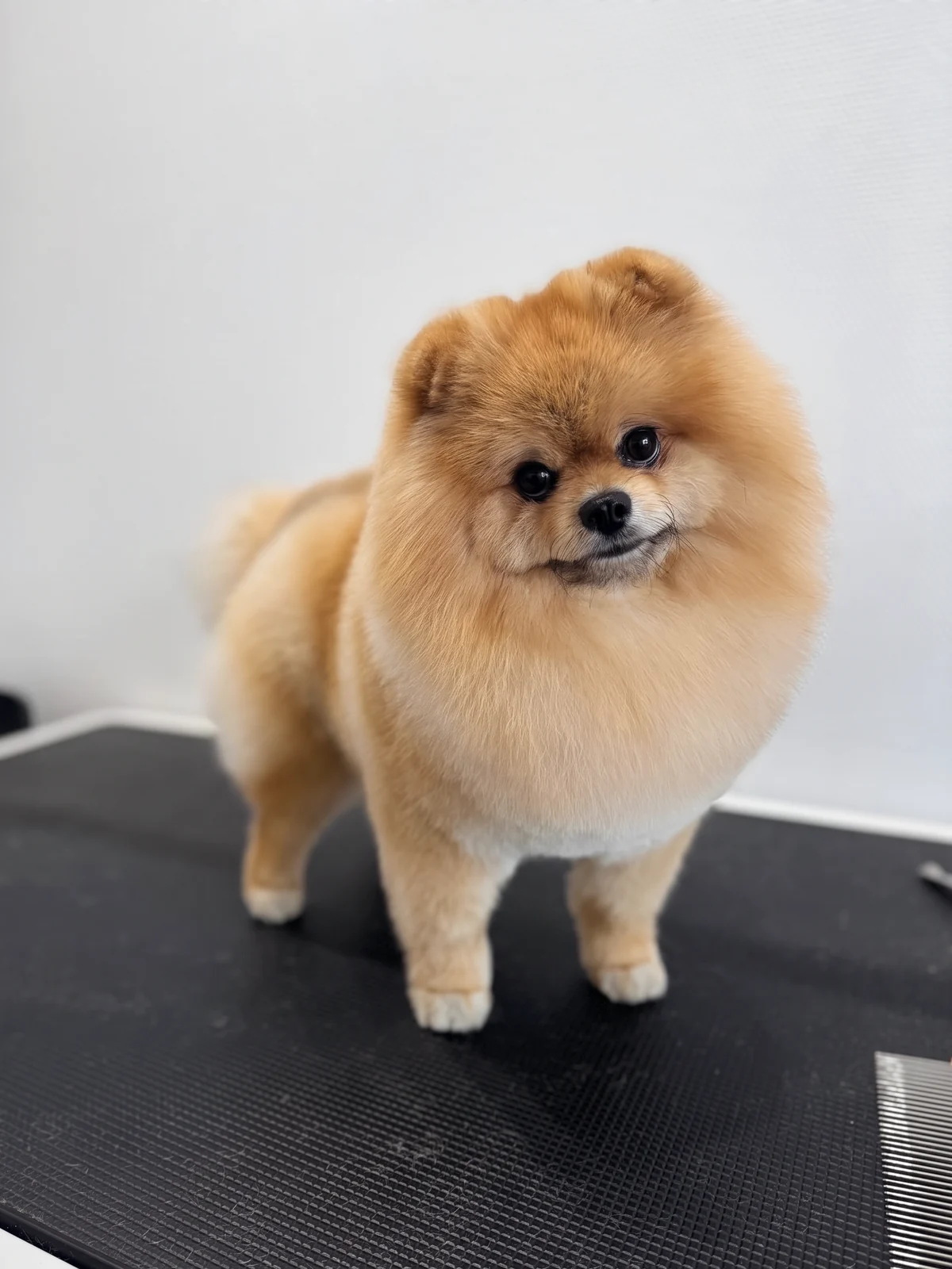 Pomeranian nach Waschen und Föhnen im GroomRoom Berlin