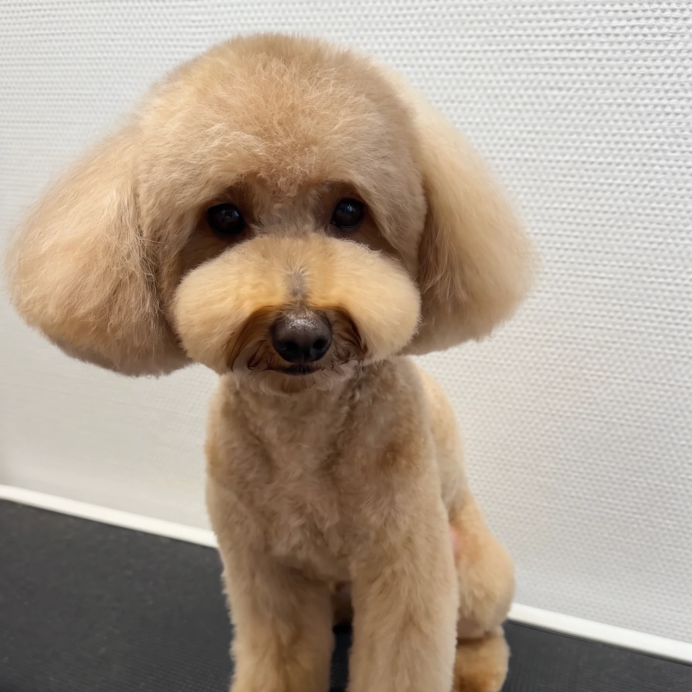 Apricotfarbener Pudel mit großen runden Ohren nach dem Schnitt im GroomRoom Berlin