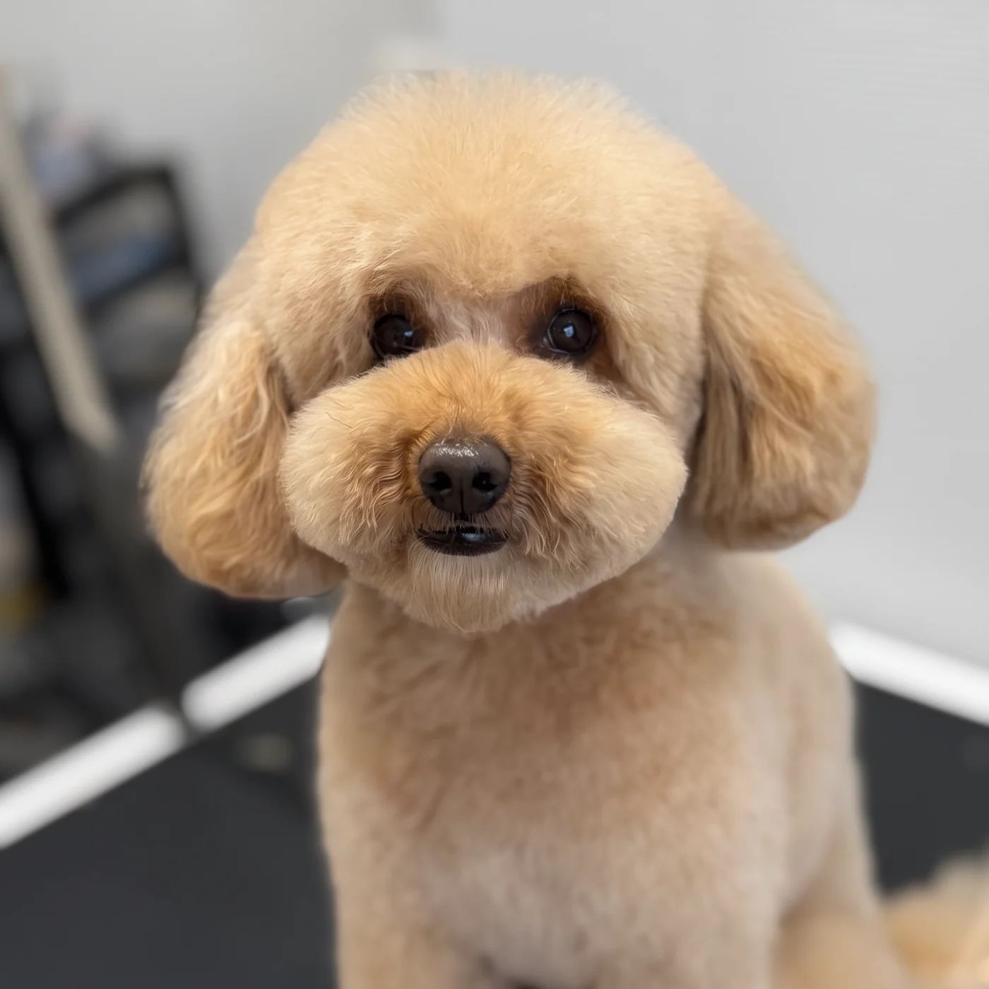 Apricotfarbener Pudel im Teddy-Schnitt im GroomRoom Berlin