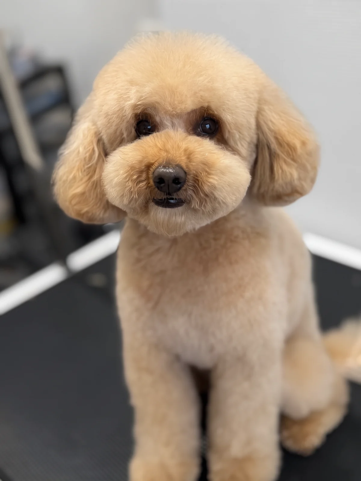 Pudel im Teddy-Schnitt nach der Komplettpflege im GroomRoom Berlin