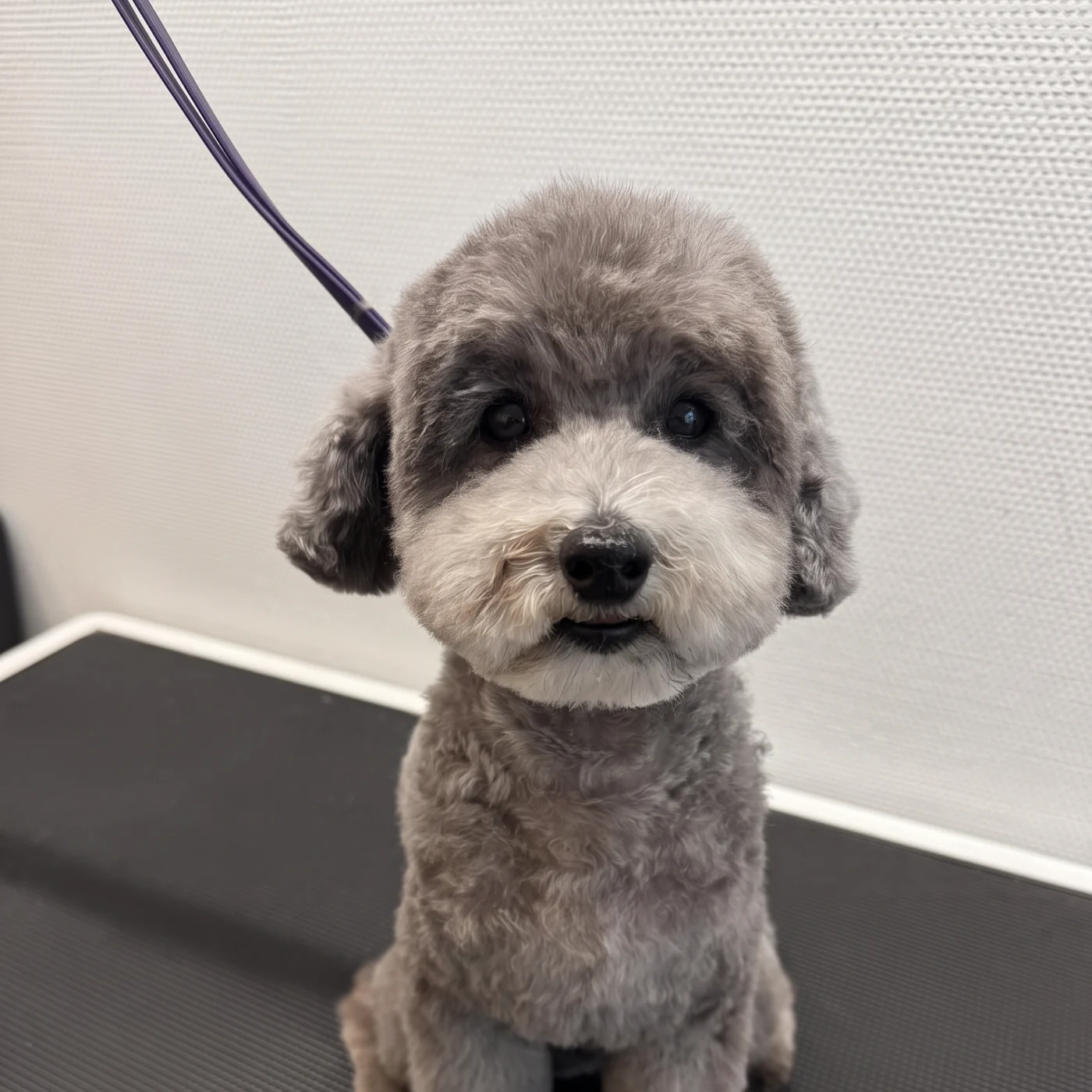 Kleiner grauer Pudel sitzt an der Leine auf dem Pflegetisch im GroomRoom Berlin