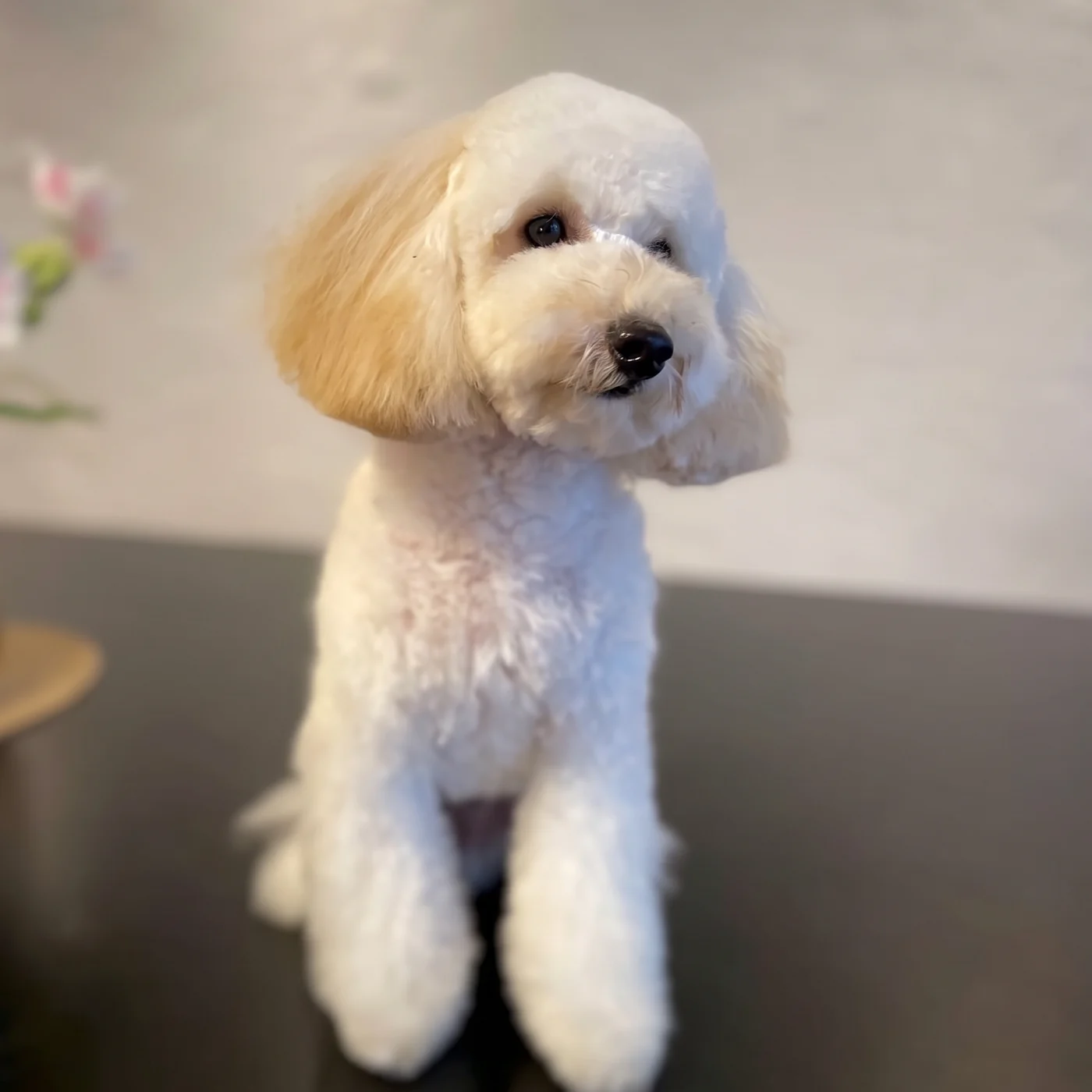 Weißer Pudelmix mit apricotfarbenen Ohren im Teddy-Schnitt im GroomRoom Berlin