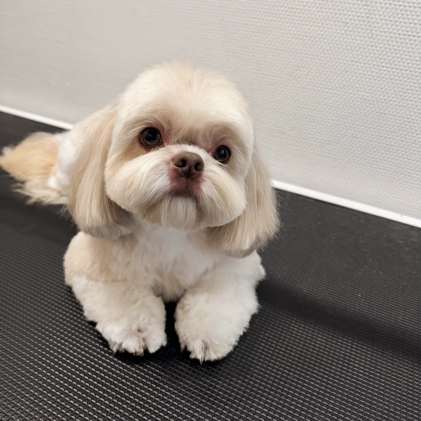 Cremefarbener Shih Tzu mit gepflegtem Fell im GroomRoom Berlin