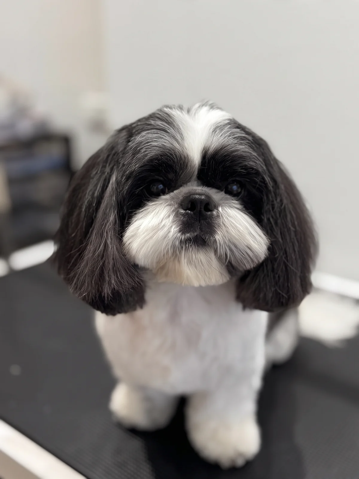 Shih Tzu with a neatly groomed face and clear eyes at GroomRoom Berlin