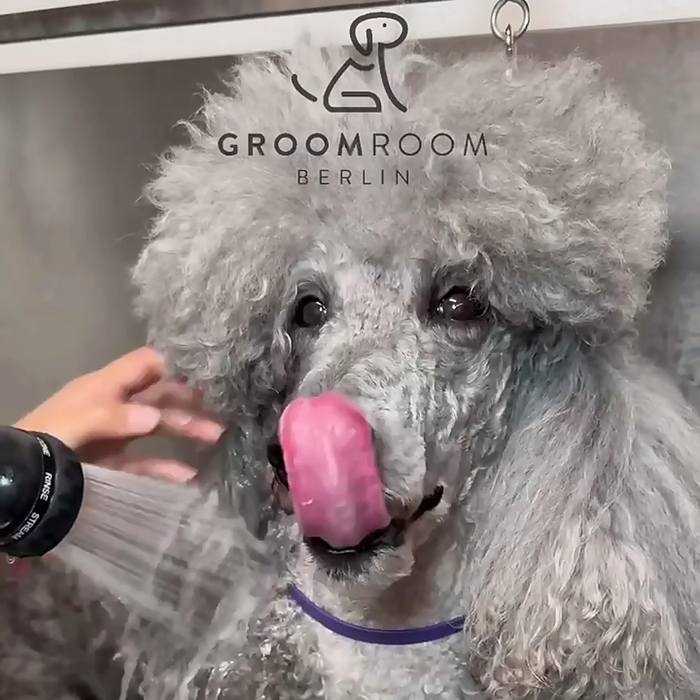 Grauer Großpudel beim Baden im GroomRoom Berlin