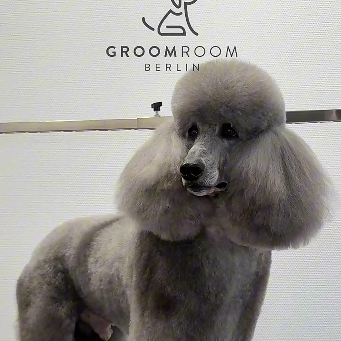 Grauer Großpudel mit fertigem Schnitt vor dem GroomRoom Logo im Salon in Berlin