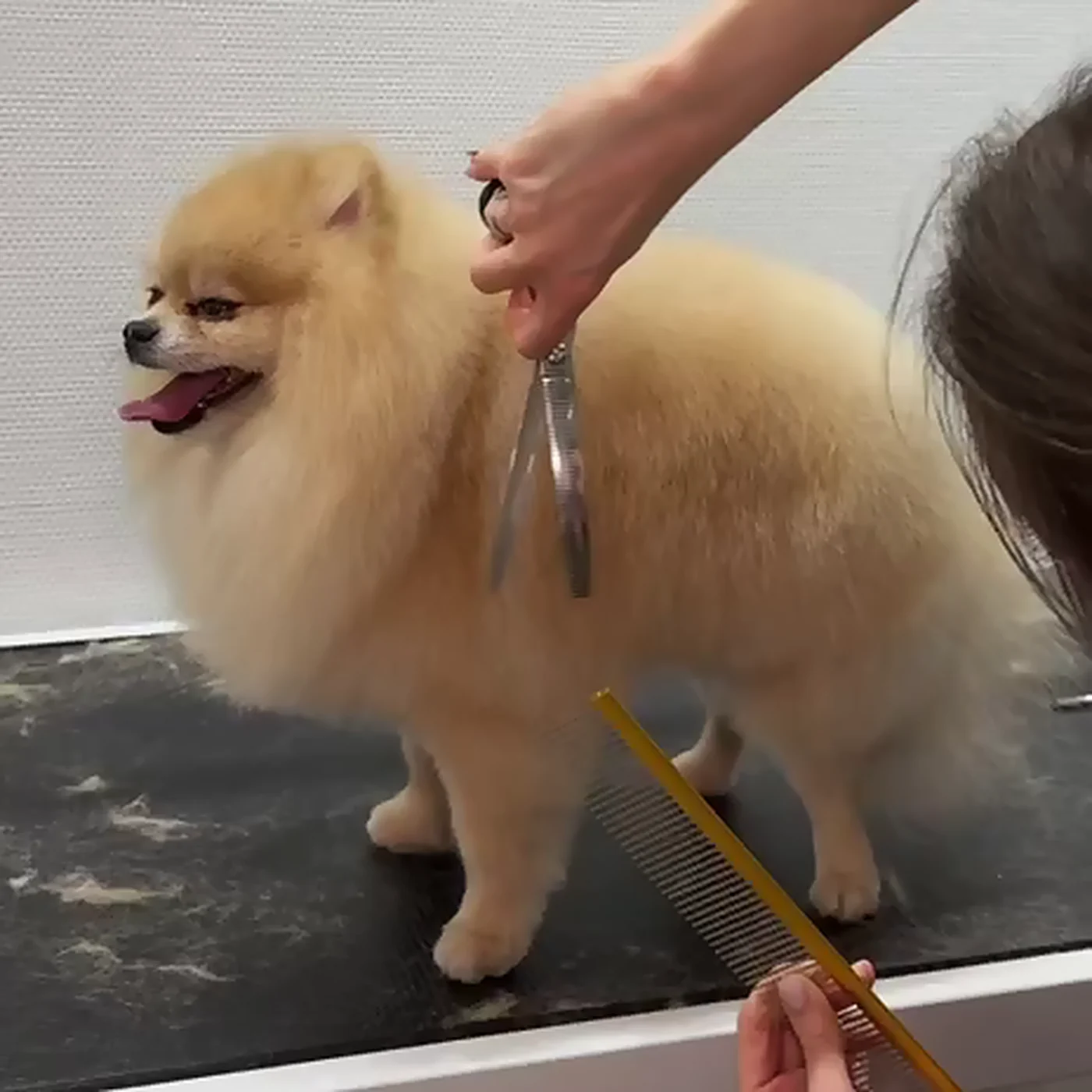 Pomeranian wird im GroomRoom Berlin mit Schere und Kamm in Form geschnitten