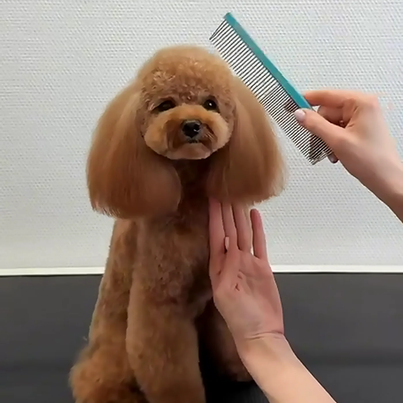Brauner Pudel wird im GroomRoom Berlin gründlich durchgekämmt