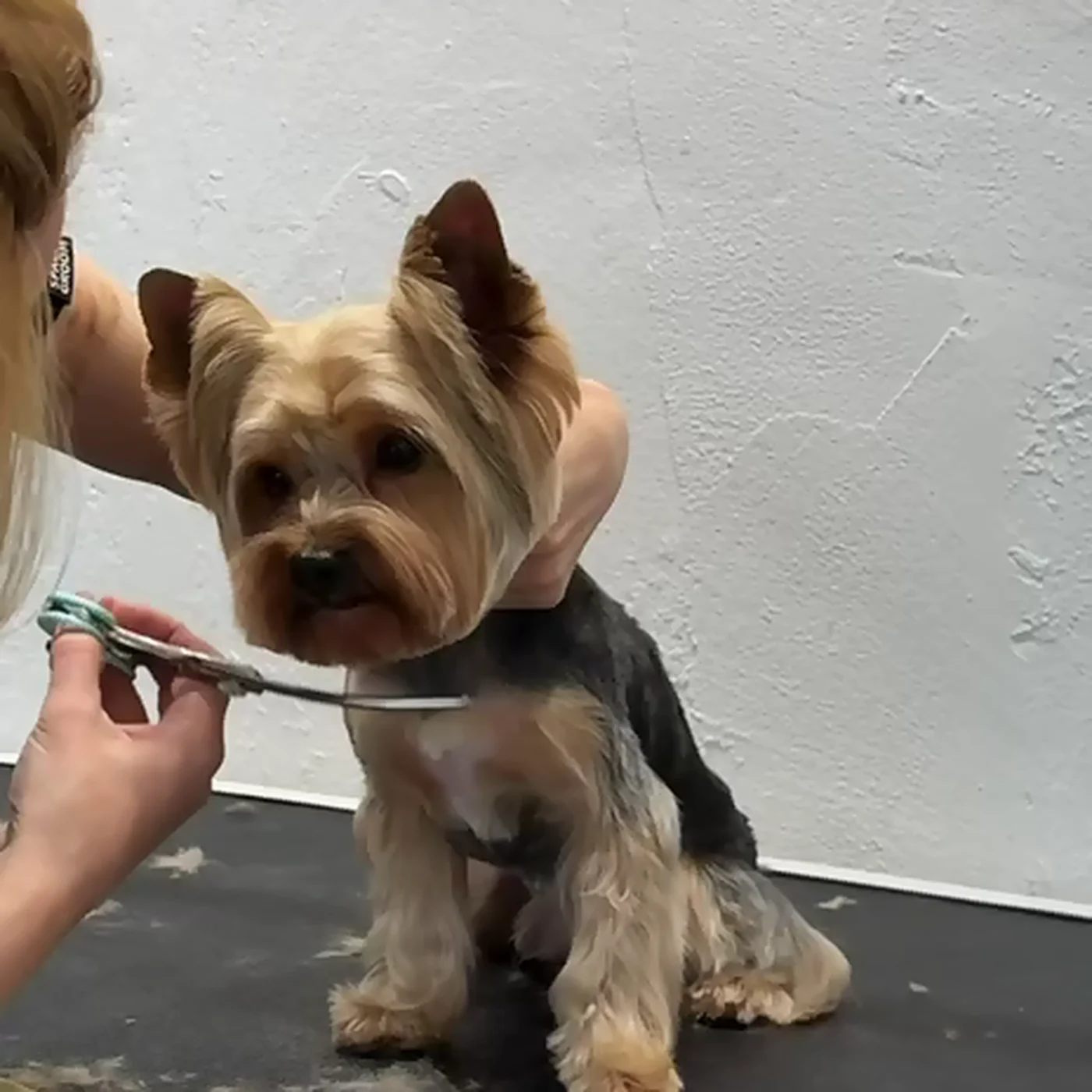 Yorkshire Terrier wird auf dem Pflegetisch im GroomRoom Berlin mit der Schere geschnitten