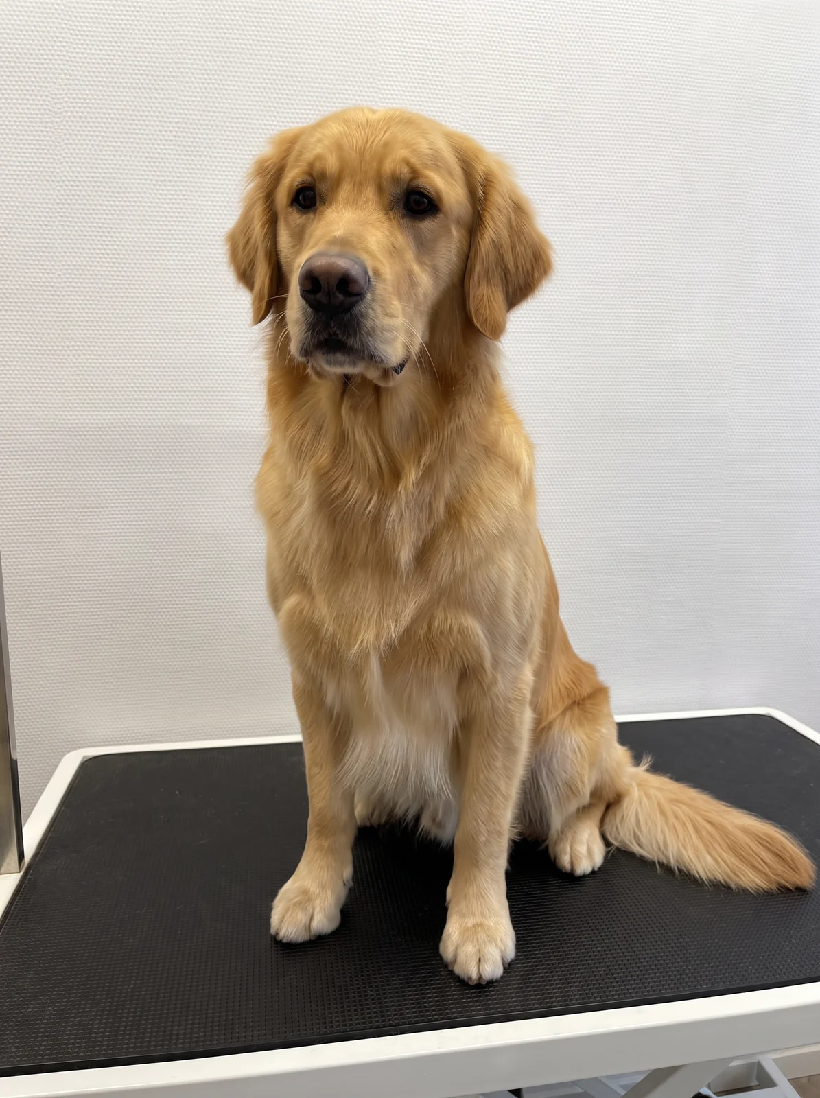 Komple Bakım sonrası Golden Retriever, yapay zeka sembol görseli