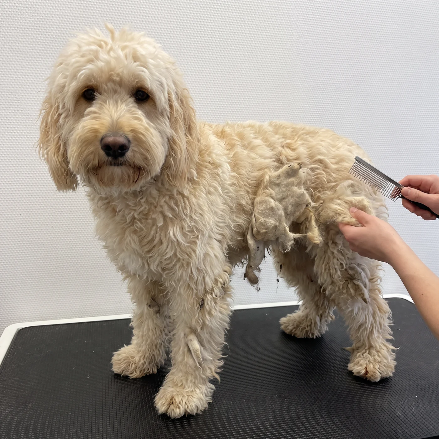 Goldendoodle mit verfilztem Fell wird auf dem Pflegetisch vorsichtig ausgekämmt · KI-generiert