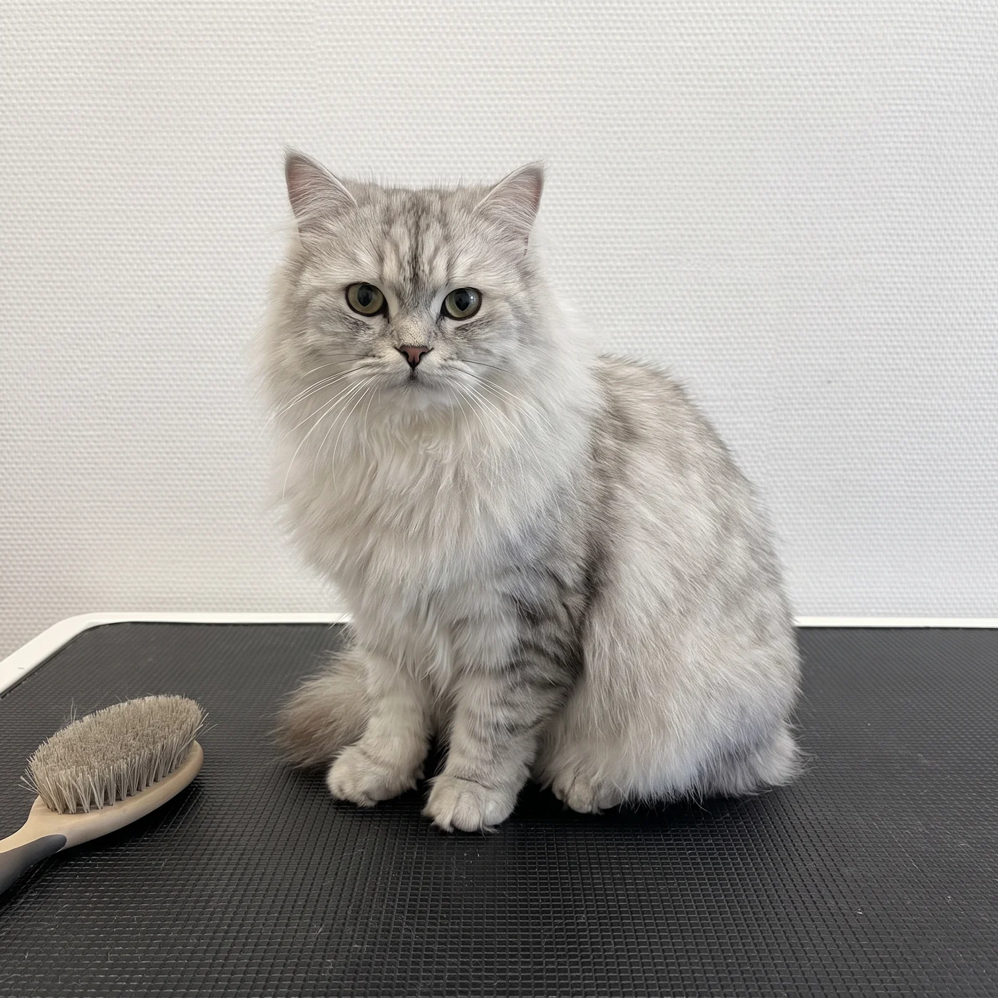 Silbergraue Langhaarkatze sitzt neben einer Bürste auf dem Pflegetisch · KI-generiert