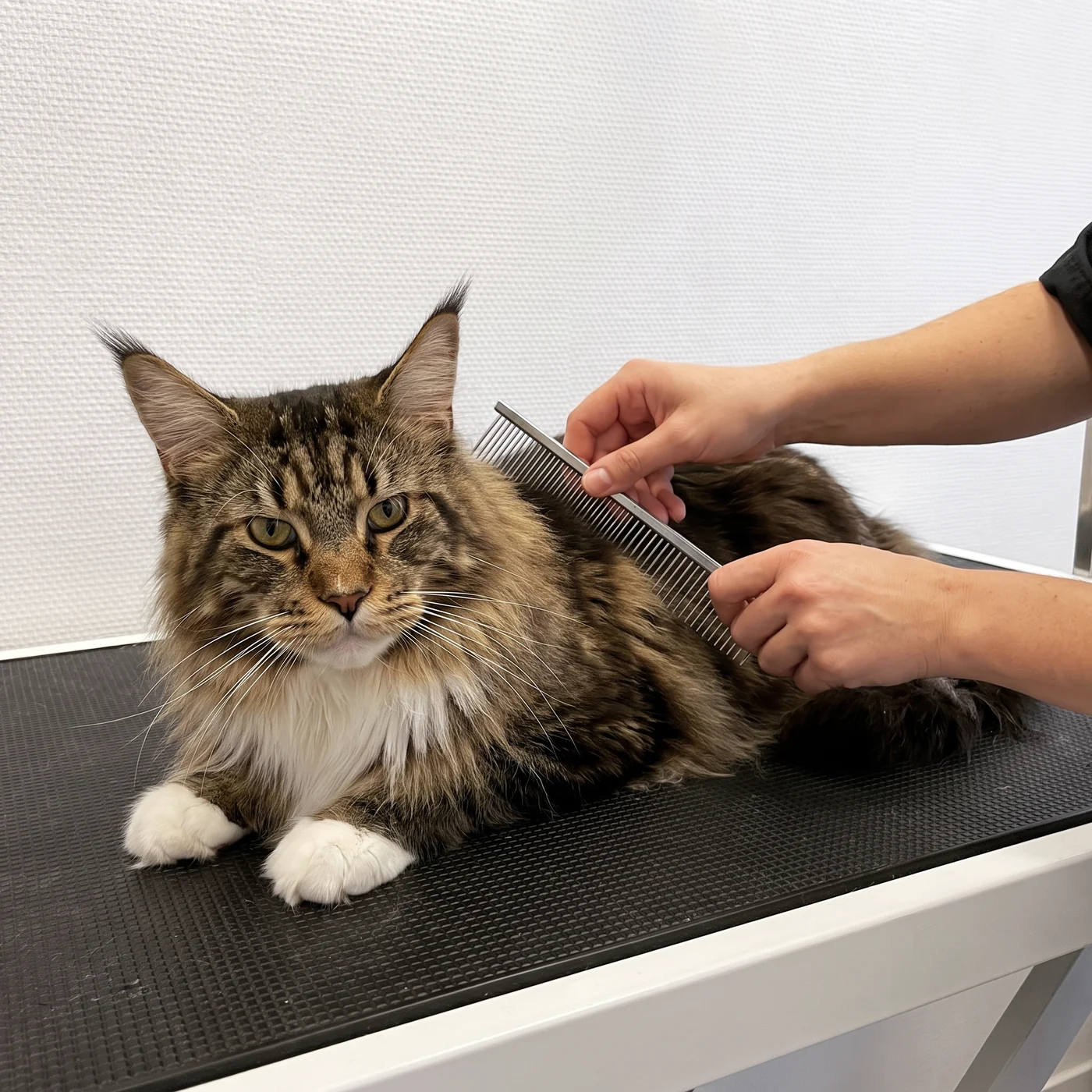 Maine Coon liegt entspannt auf dem Pflegetisch und wird gekämmt · KI-generiert