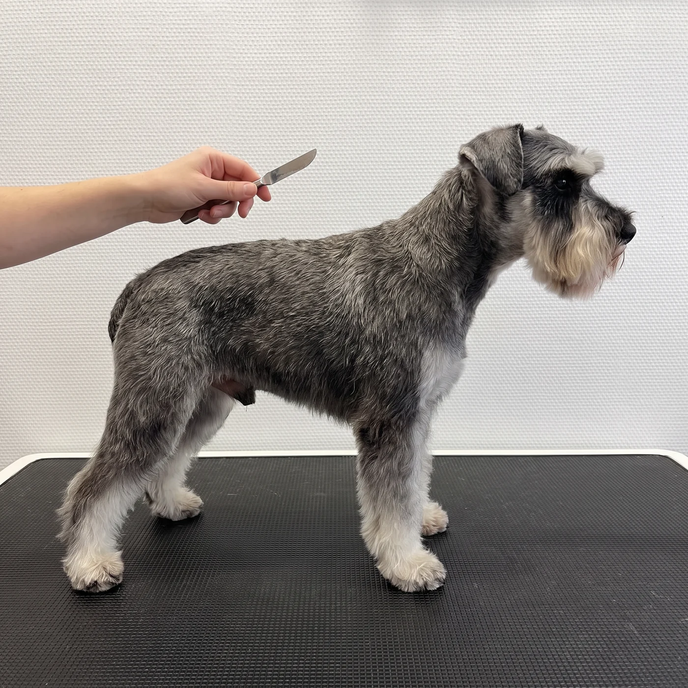 Zwergschnauzer in Pfeffer-Salz beim Handtrimming auf dem Pflegetisch · KI-generiert