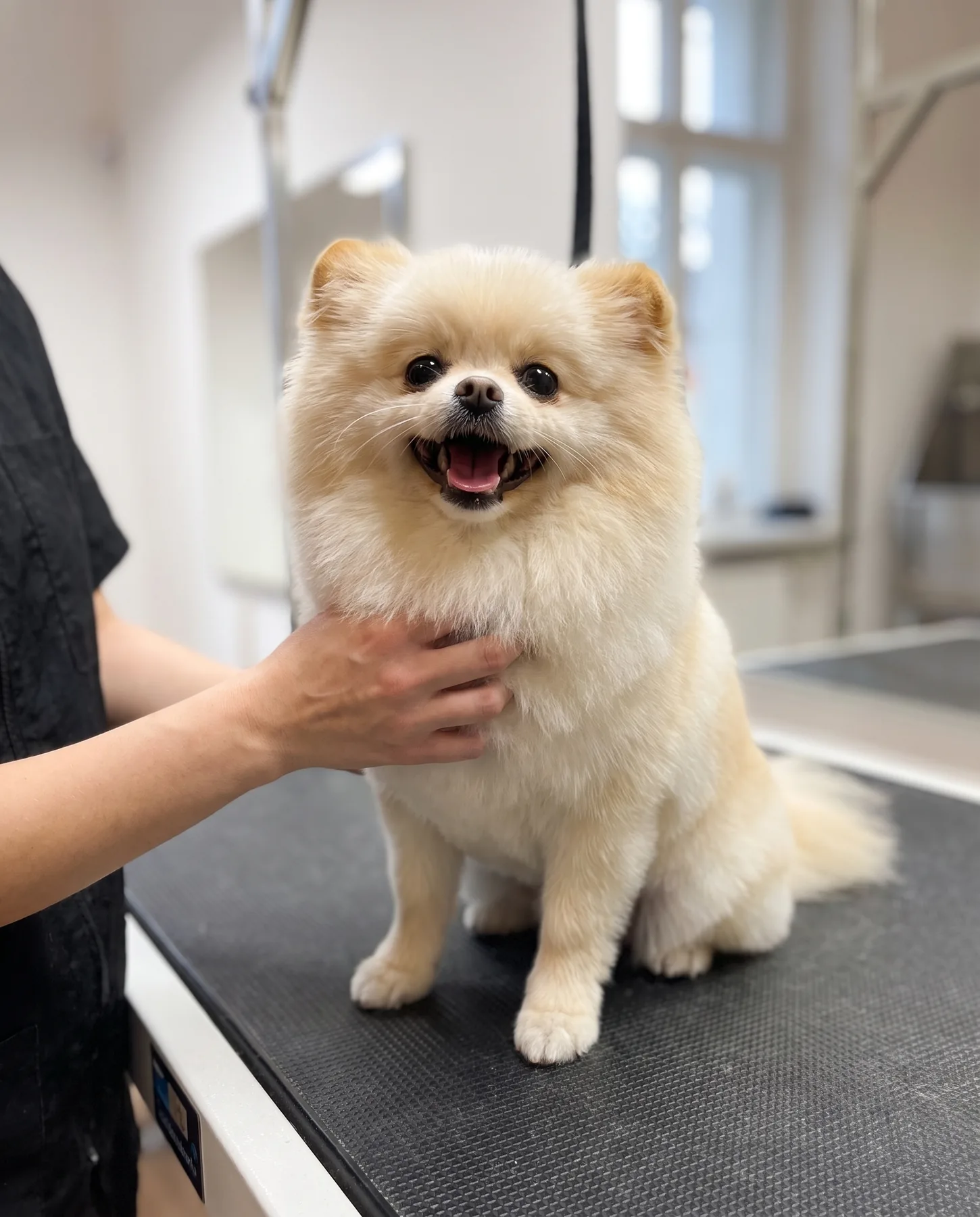 Ein lachender cremefarbener Pomeranian sitzt auf dem Pflegetisch, eine Hand streichelt sein Brustfell