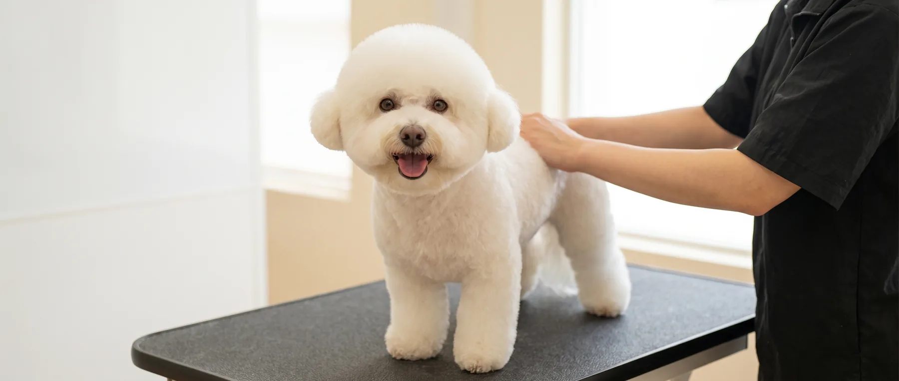 Ein perfekt gegroomter, lachender Bichon Frisé steht nach dem Termin auf dem Pflegetisch im GroomRoom Berlin Charlottenburg