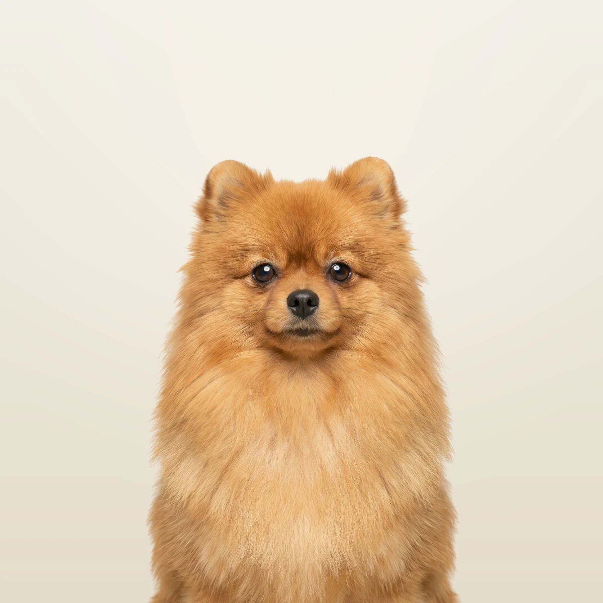 Lucy, the salon Pomeranian at GroomRoom Berlin