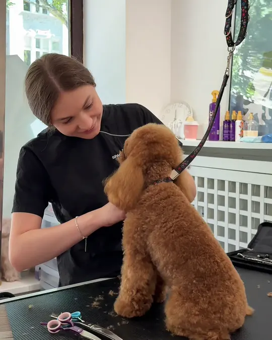 Groomer masada kızıl bir kanişin bakımını yapıyor