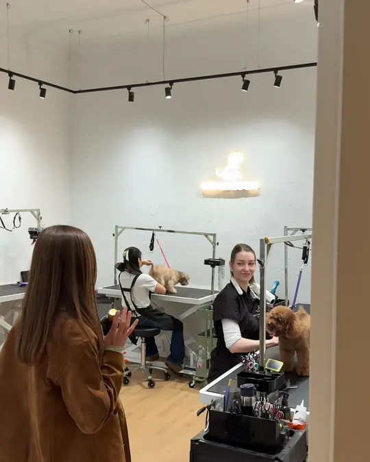 Grooming masalarıyla salon odası