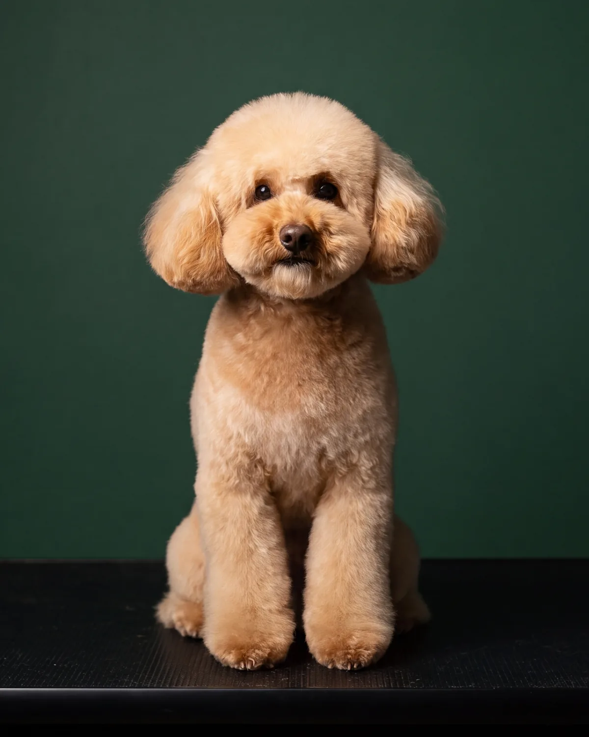 Toypudel mit rundem Kopf und gleichmäßig geschnittenem Lockenfell nach dem Hundefriseur-Termin in Berlin