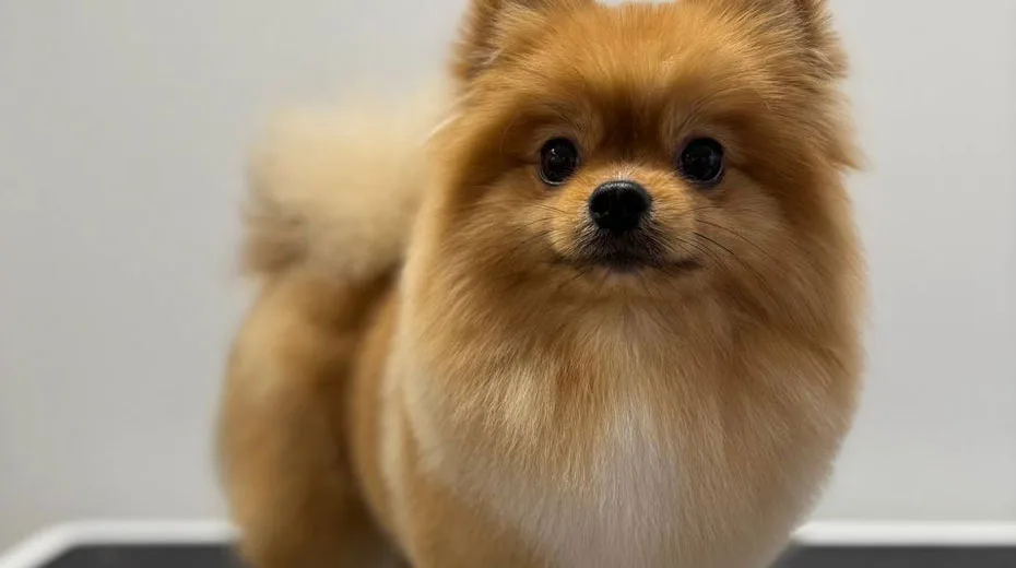 Pomeranian nach der Pflege