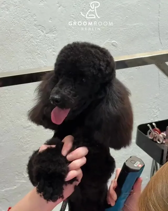 Schwarzer Pudel beim Grooming im GroomRoom Salon