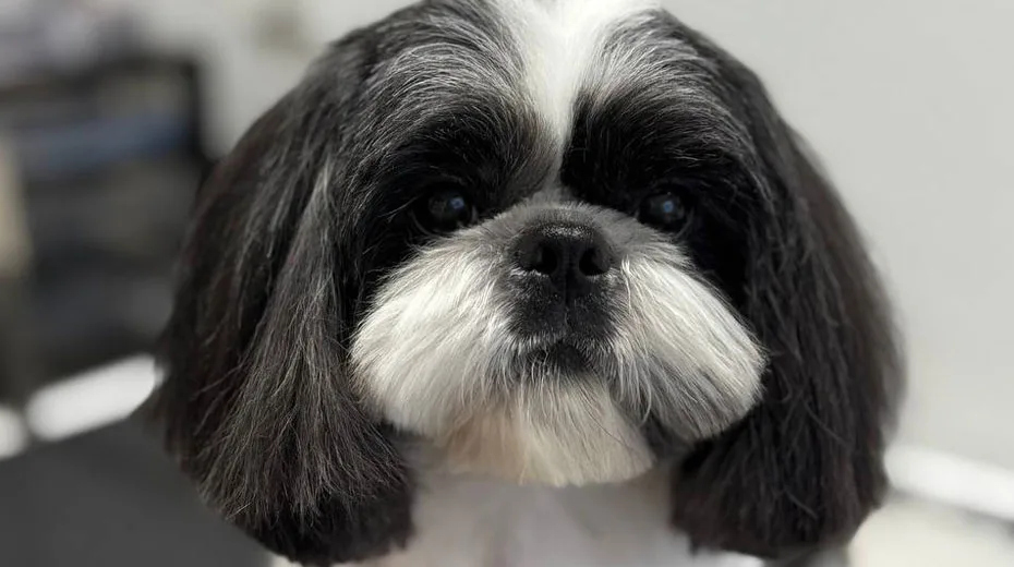 Shih Tzu nach der Pflege