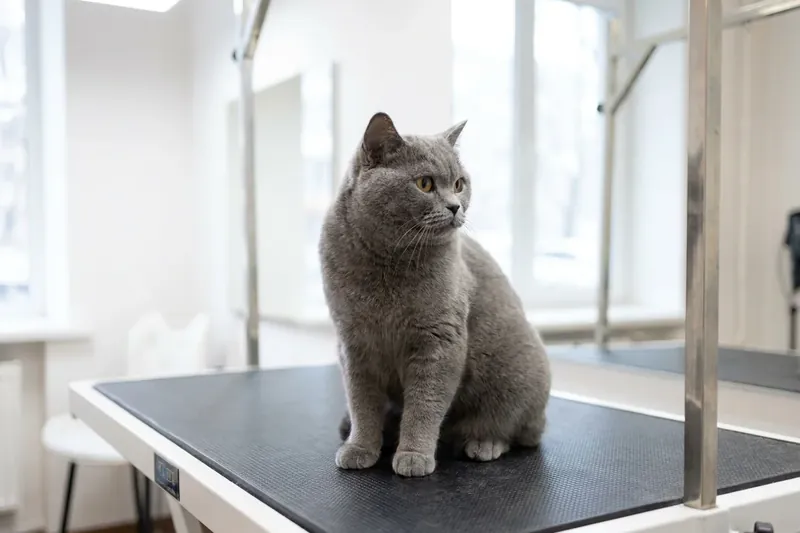 Graue Katze auf einem Behandlungstisch.