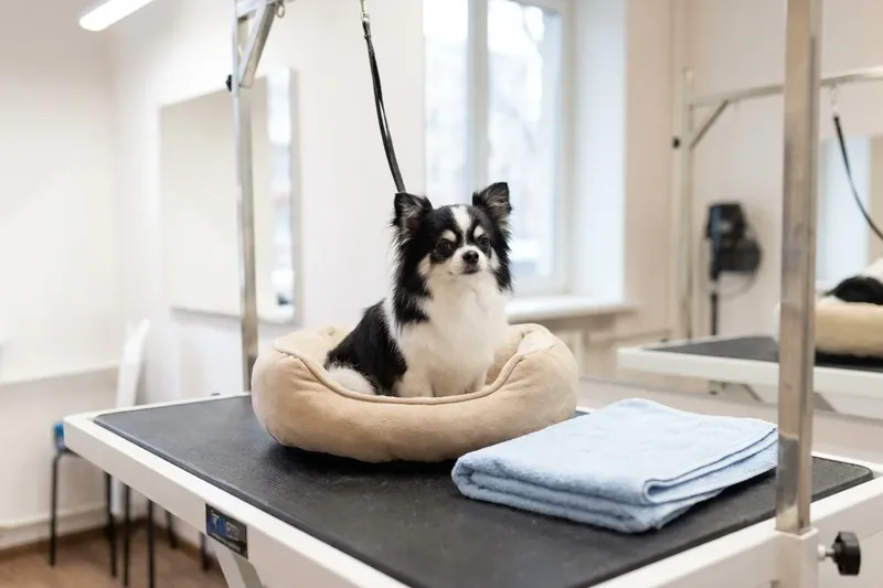 Kleiner schwarz-weisser Hund in einem beigen Koerbchen auf einem Pflegetisch.