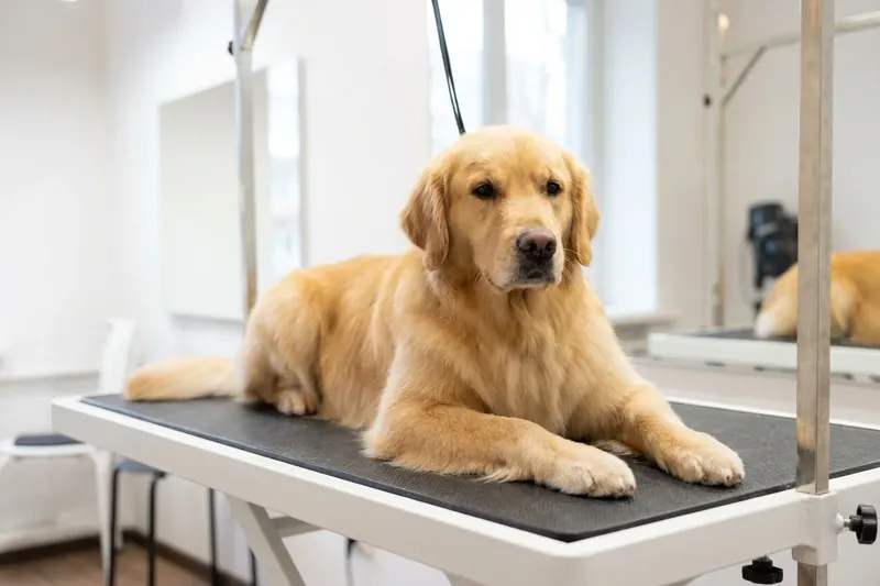Ein blonder Hund liegt auf einem Trimmtisch in einem hellen Raum.