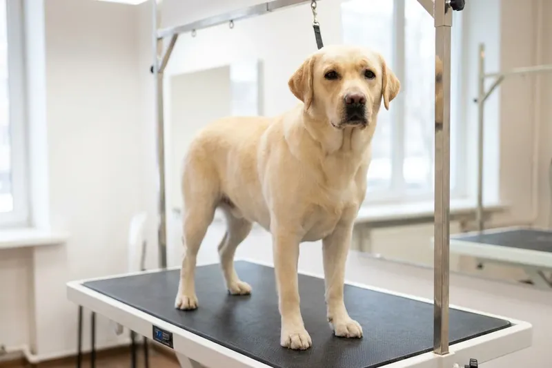 A light-coloured dog standing on a grooming table in a bright room.