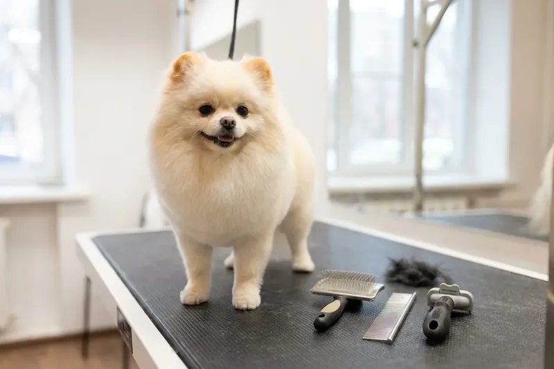 Small white dog on a grooming table with brushes and a comb.