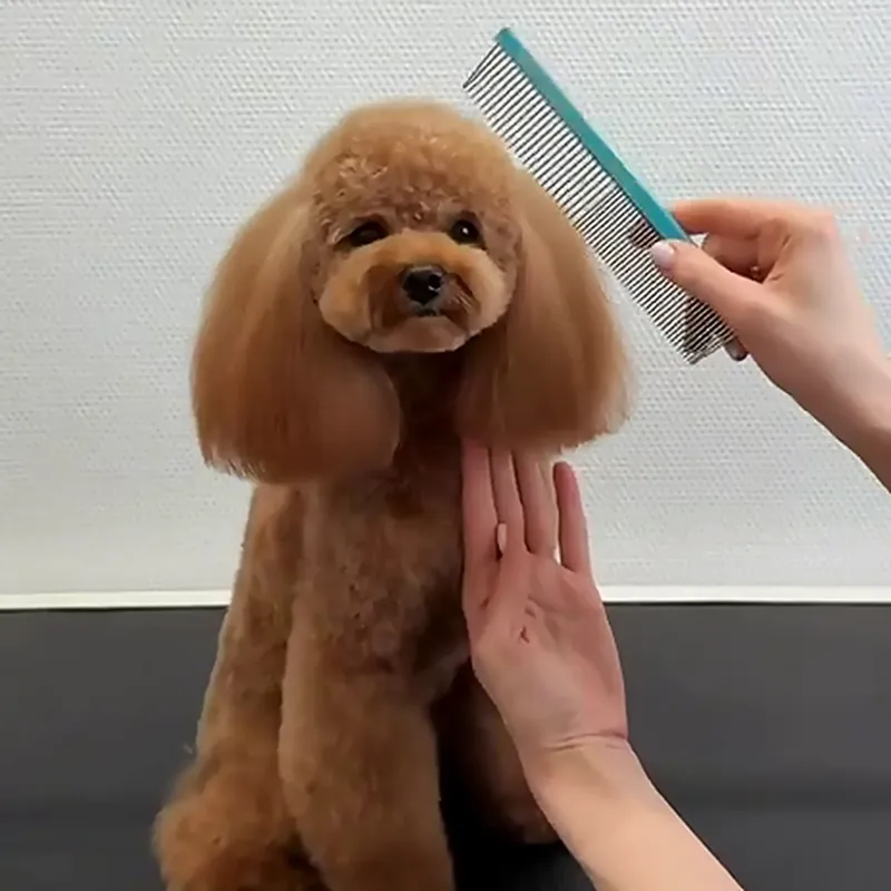Brauner Pudel wird im GroomRoom Berlin gründlich durchgekämmt