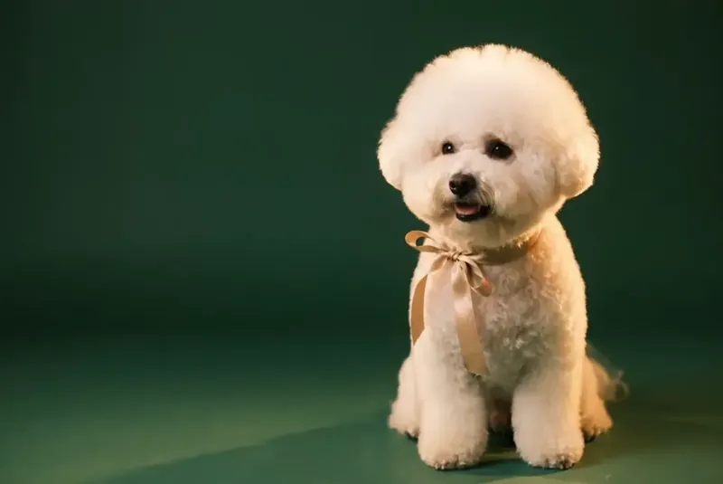 Freshly groomed white Bichon with a gold bow sitting in front of a dark green background