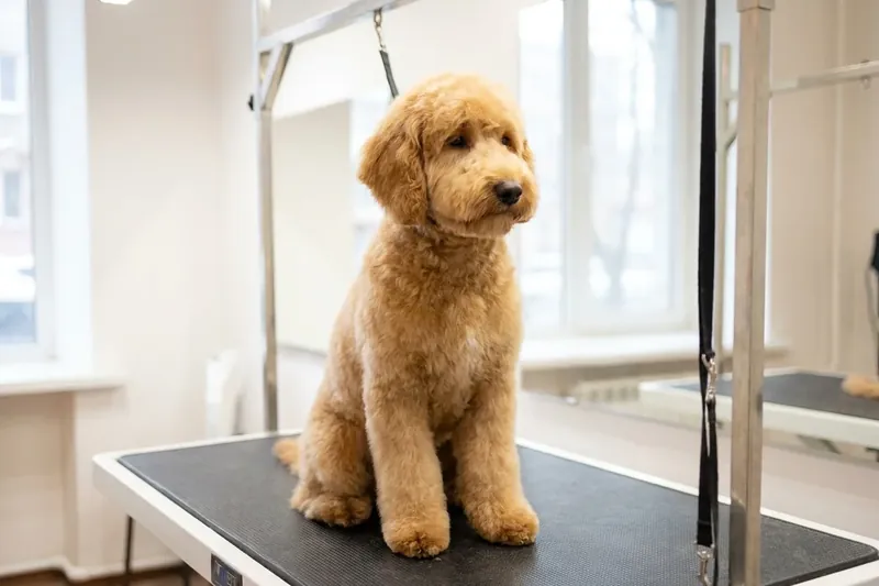 A light brown dog with curly fur sits on a grooming table in a bright room.