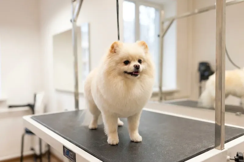 Small fluffy dog on a grooming table.