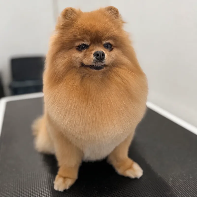Pomeranian after deshedding at GroomRoom Berlin