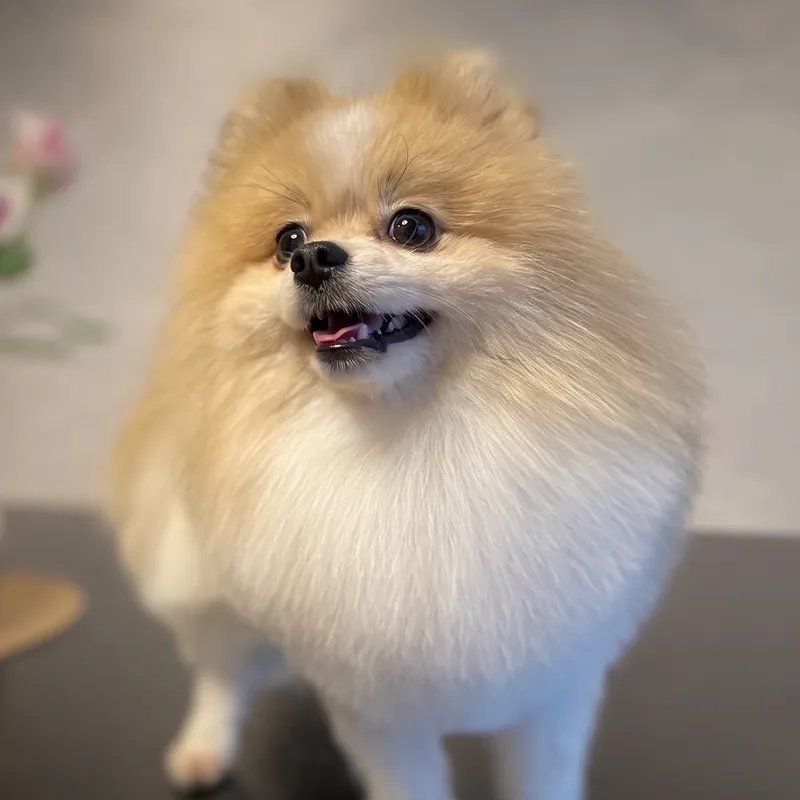 Cream Pomeranian after dog grooming at GroomRoom Berlin