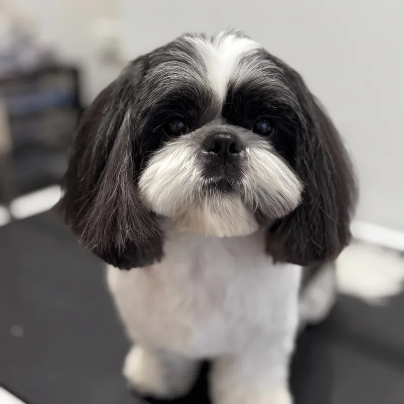 Shih Tzu after a full groom at GroomRoom Berlin